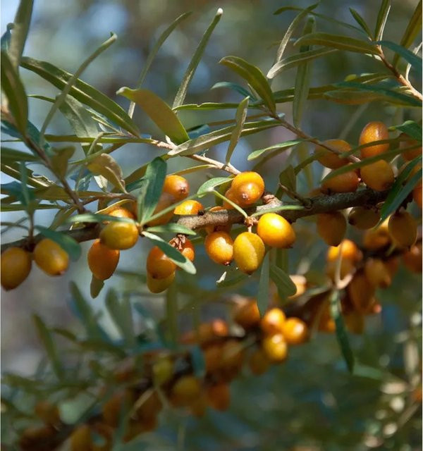 Sanddorn Hippophae rhamnoides männlich von Nr-01.de mit orangefarbenen Beeren - Bild 1