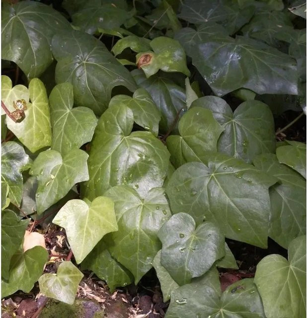 Hedera algeriensis Nordafrikanischer Efeu grün Kletterpflanze für die Fassadenbegrünung 40-60 cm - Bild 1