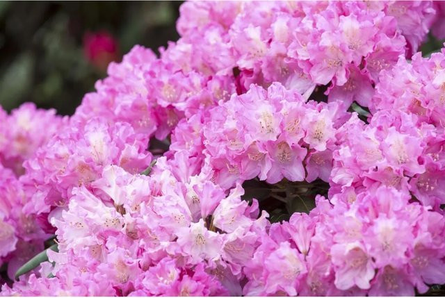 Rhododendron Yakushimanum Kalinka mit rosa Blüten, Höhe: 30–40 cm - Bild 1