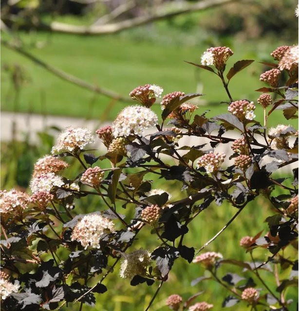 Physocarpus opulifolius Midnight Fasanenspiere Zierstrauch von Nr-01.de, dunkelrot/schwarz - Bild 1