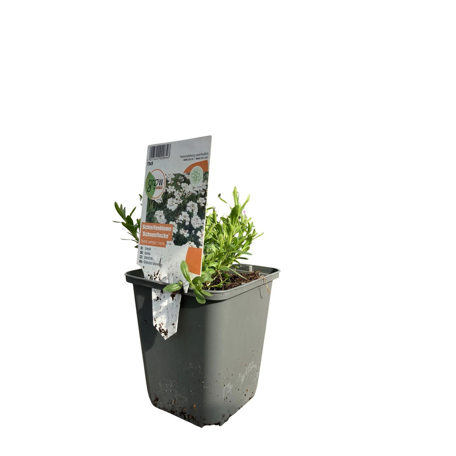 GROW by OBI Iberis Garten-Schleifenblume Weiß in Topf mit Ø 9 cm - Bild 2