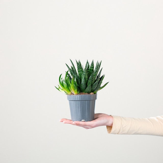 Gasteria Due S von BLUME2000, grüne Zimmerpflanze mit gesprenkelten rosettenartigen Blättern - Bild 1