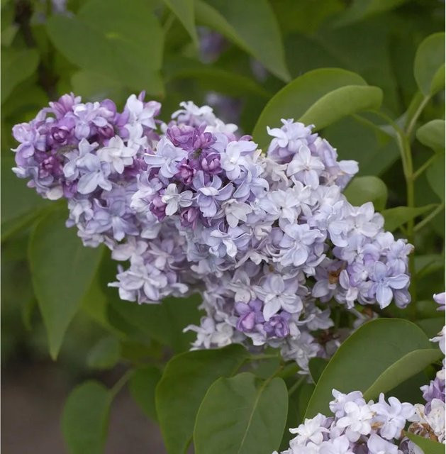 Edelflieder President Lincoln Syringa vulgaris von Kircher-Collection in lila, hellblau und rosa, Höhe: 40-60 cm - Bild 1