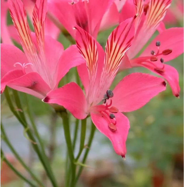 Alstroemeria Inkalilie Chinon rot und gelb als mehrjährige Gartenpflanze für den Außenbereich - Bild 1