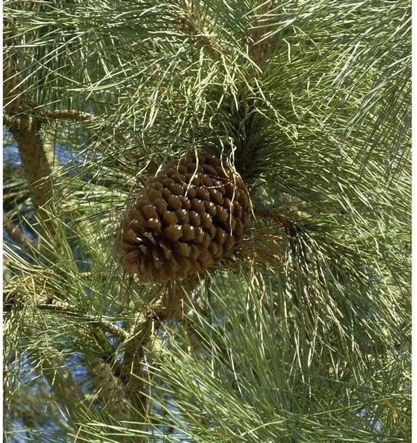Jeffrey-Kiefer Pinus jeffreyi Nadelbaum in Grün, Höhe: 40-60 cm - Bild 1