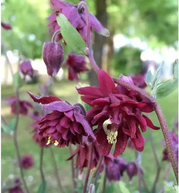 Akelei Ruby Port Aquilegia vulgaris in Pink und Purple als mehrjährige Pflanze für den Freilandgarten - Bild 1