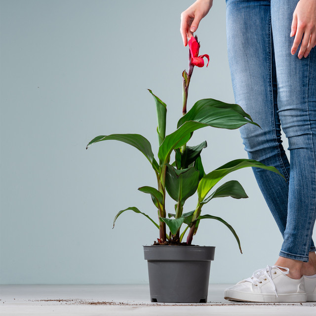 Canna Indica Rosa von BLUME2000 – Mehrjährige Zierpflanze für Gartenbeete, Balkon und Terrasse - Bild 1