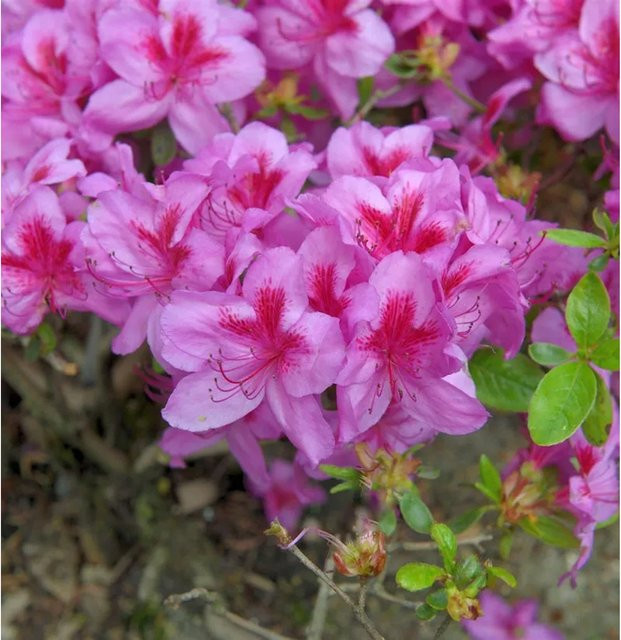Japanische Azalee Peppina Rhododendron luteum in Pink, Höhe: 25-30 cm - Bild 1