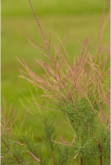 Tamarix Ramosissima Pink Cascade Rosarote Tamariske Pflanzen für dich, Höhe: 100–150 cm - Bild 1