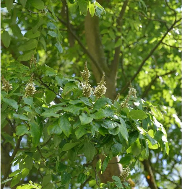 Asiatisches Gelbholz Maackia amurensis Baum für den Garten, Höhe: 100-125 cm - Bild 1