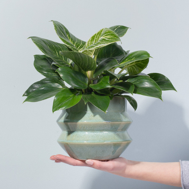 Philodendron White Wave von BLUME2000, grün-weiß gestreifte Zimmerpflanze - Bild 1