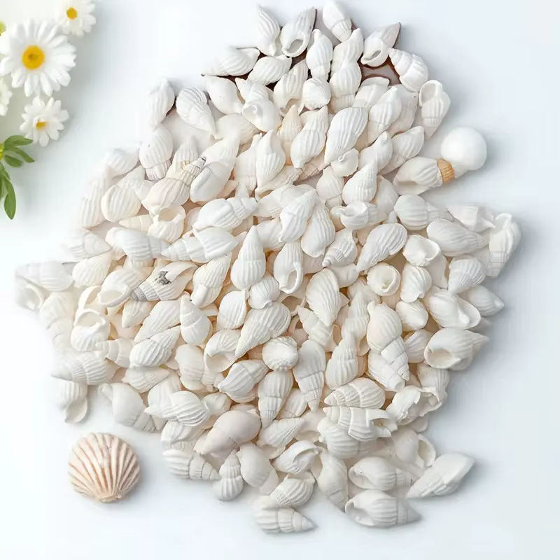 100 Stück Mini-Muscheln in Weiß mit unregelmäßiger Form für DIY-Bastelarbeiten und maritime Dekoration - Bild 2