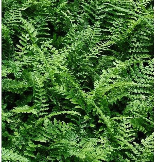 Polystichum setiferum Weicher Schildfarn in grünem Topf - Bild 1