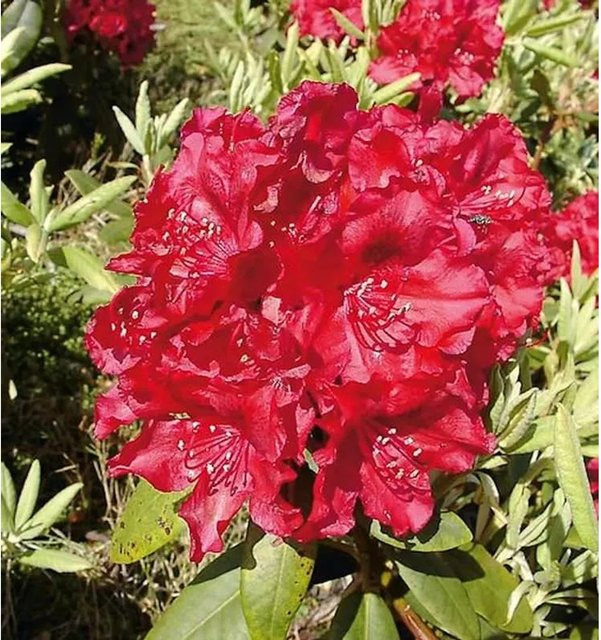 INKARHO Rhododendron Erato Alpenrose großblumiger Zierstrauch Höhe: 40-50 cm - Bild 1