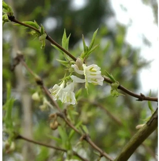 Winter Heckenkirsche Winter Beauty Lonicera purpusii Strauch, Höhe: 80-100 cm - Bild 1