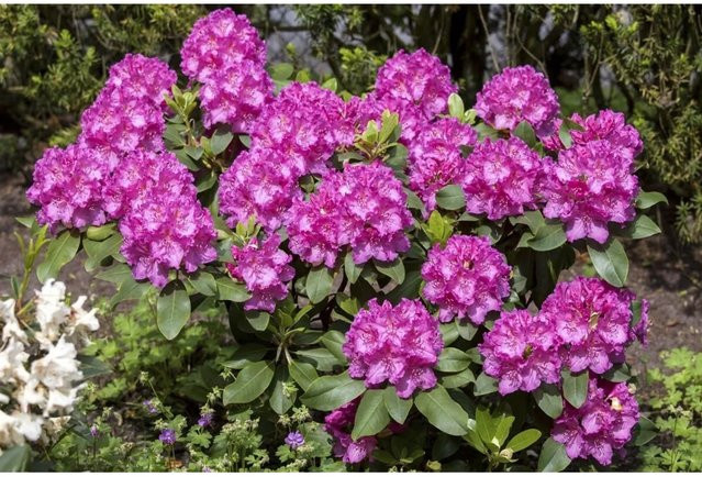 Rhododendron Hybr. Claudine mit rosa Blüten für deinen Garten und Außenbereich - Bild 1