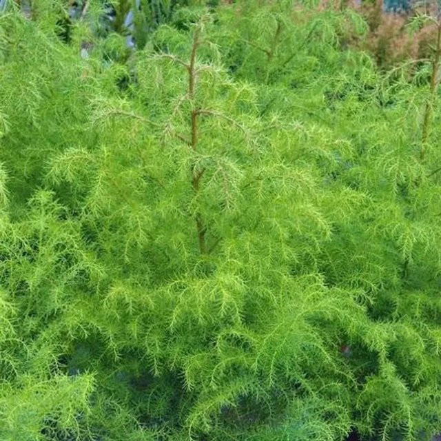 Japanische Sicheltanne Giokomo Cryptomeria japonica, Höhe: 100-125 cm, Grün - Bild 1