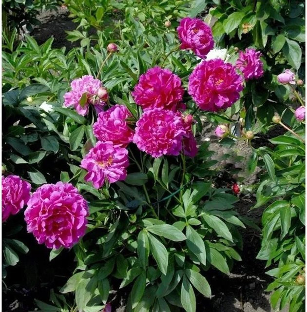 Edelpfingstrose General MacMahon Paeonia actiflora in Pink als mehrjährige Gartenpflanze - Bild 1