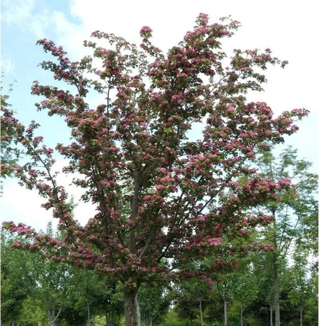 Kaskaden-Rotdorn Crimson Cloud Crataegus laevigata von Nr-01.de, Zierbaum für Garten und Outdoor, Höhe: 80-100 cm - Bild 1