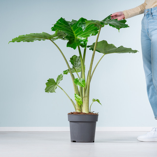 Alocasia Portodora Zimmerpflanze von BLUME2000 in Grün, Höhe: 200 cm - Bild 1