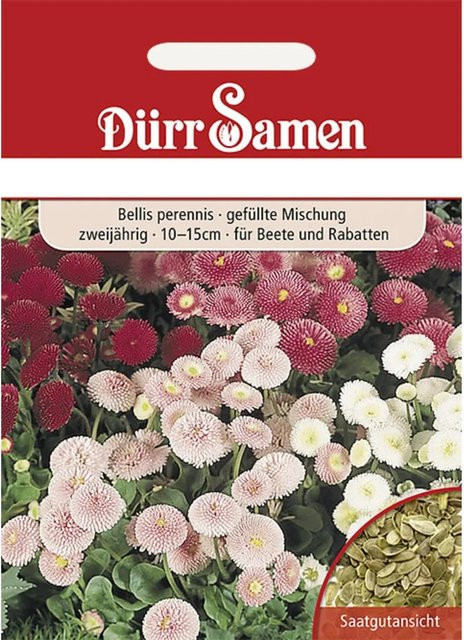 Dürr Gänseblümchen Saatgut Gefüllte Mischung Zweijährig 250 g - Bild 1