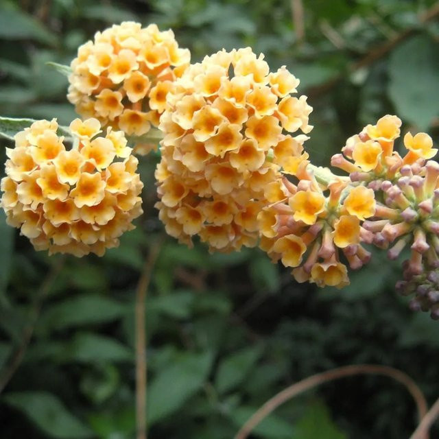 Arborix Sommerflieder Sungold Buddleja weyeriana mit gelben Blüten im Container, Höhe: 40 bis 60 cm - Bild 1