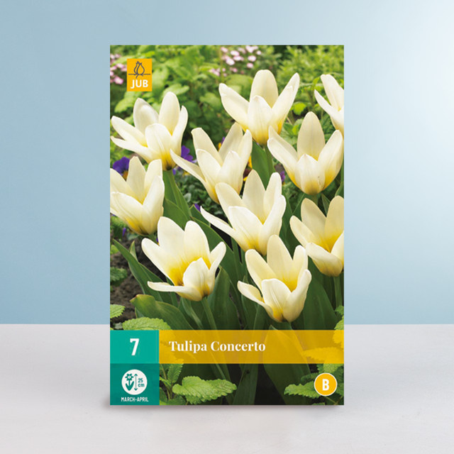 Kaufmanniana-Tulpe Concerto mit 7 Zwiebeln von BLUME2000 - Bild 1