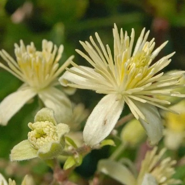 Arborix Clematis vitalba Gewöhnliche Waldrebe mit cremeweißen Blüten im Container - Bild 1