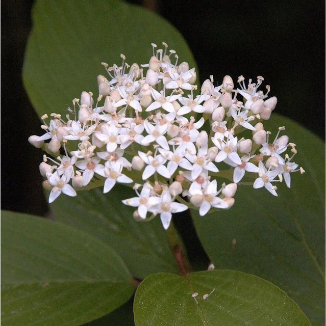 Schwarzholz-Hartriegel Cornus alba mit weißen Blüten, Höhe: 60-80 cm - Bild 1