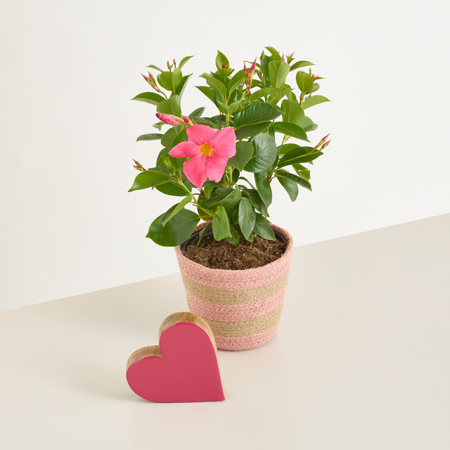 Dipladenia Kletterpflanze im Korb von BLUME2000 - Bild 1
