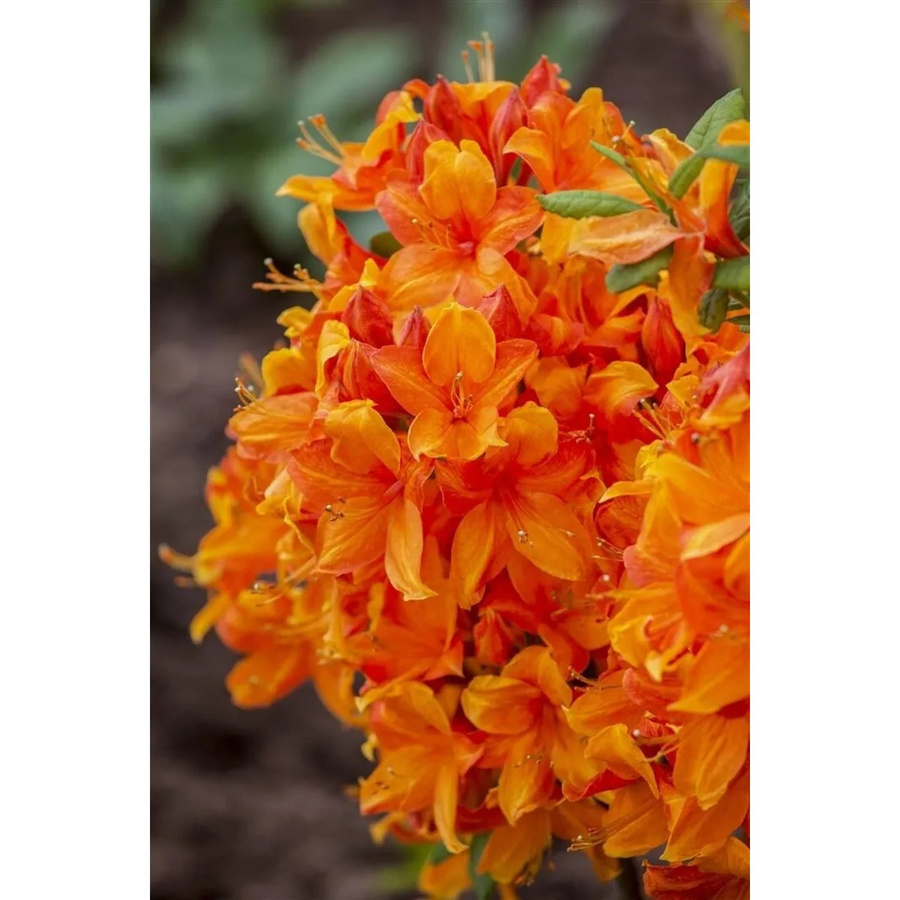 Rhododendron Luteum Klondyke Gelb-Orange Zierstrauch Höhe: 70–80 cm - Bild 2