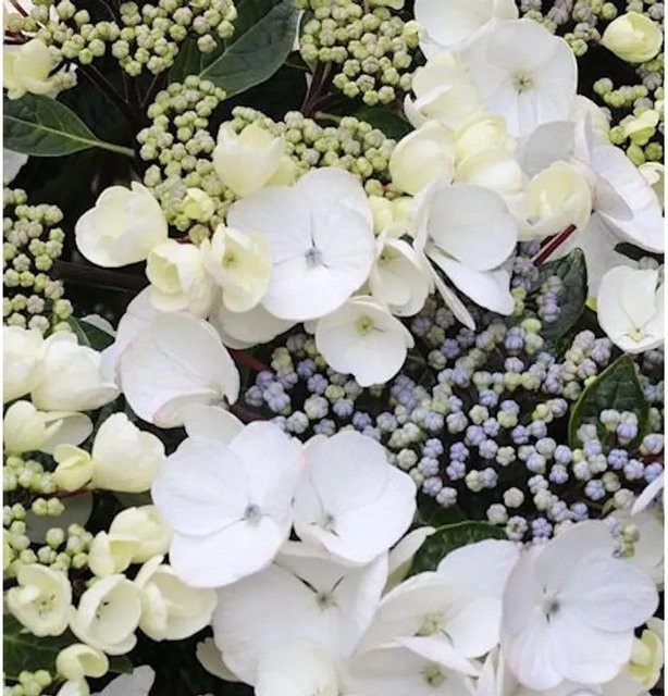 Weiße Bauernhortensie Benxi Hydrangea macrophylla als Kleinstrauch für den Außenbereich - Bild 1