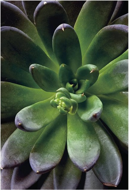 Komar Wandbild Succulent Green, B/H: 50 x 70 cm - Bild 1