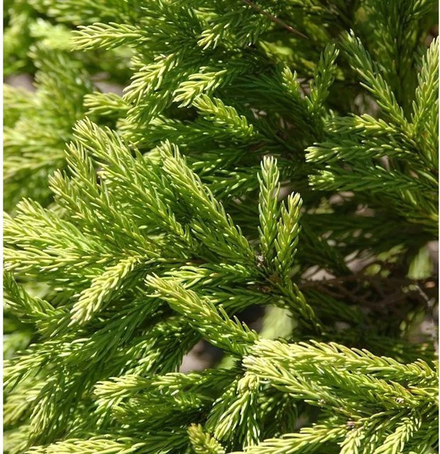 Hochstamm Japanische Sicheltanne Globosa Nana Cryptomeria japonica in Grün, 40-60 cm - Bild 1