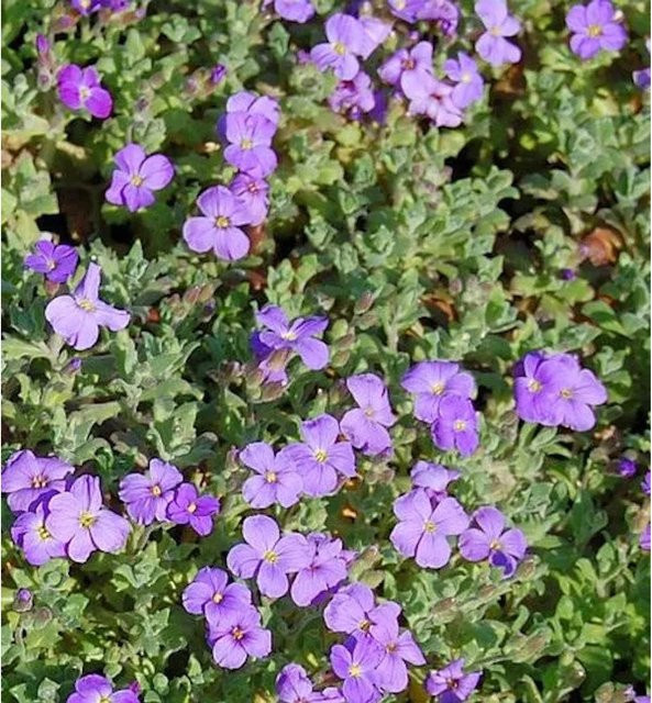 Aubrieta cultorum Blaukissen Cascade Blau als winterharte Staude für Steingärten und Böschungen - Bild 1