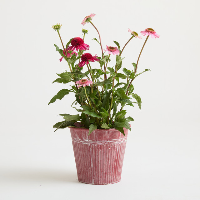 Übertopf Metall BLUME2000 in Pink, modern, Durchmesser: 23 cm - Bild 1