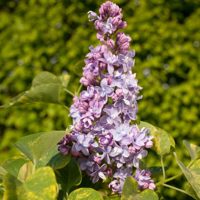 Edelflieder Syringa Aucubaefolia als Heckenpflanze für deinen Garten in Blau, Rosa und Violett - Bild 1