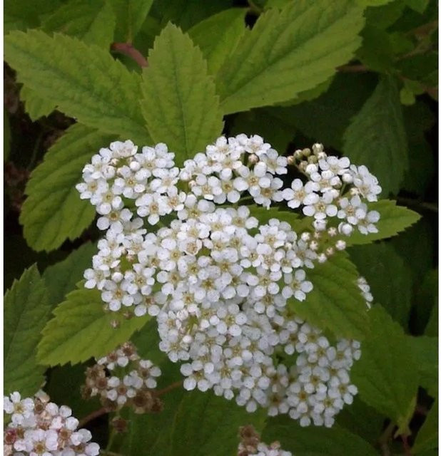Zwergspiere Shirobana Spiraea japonica Bodendecker in Weiß und Rosa, Höhe: 20-30 cm - Bild 1