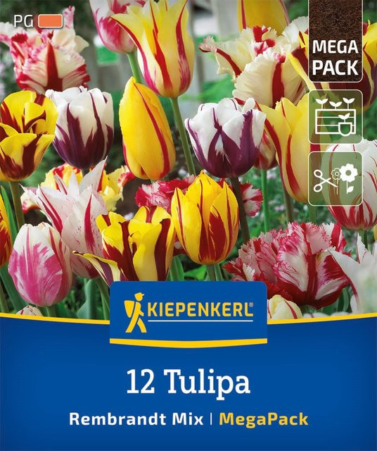 Kiepenkerl Tulpen-Mischung Mega-Pack bunte Blumenzwiebeln - Bild 1