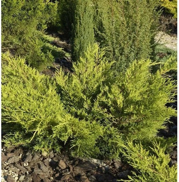 Goldgelber Wacholder Gold Coast Juniperus media Strauch für den Garten, Höhe: 20-25 cm - Bild 1
