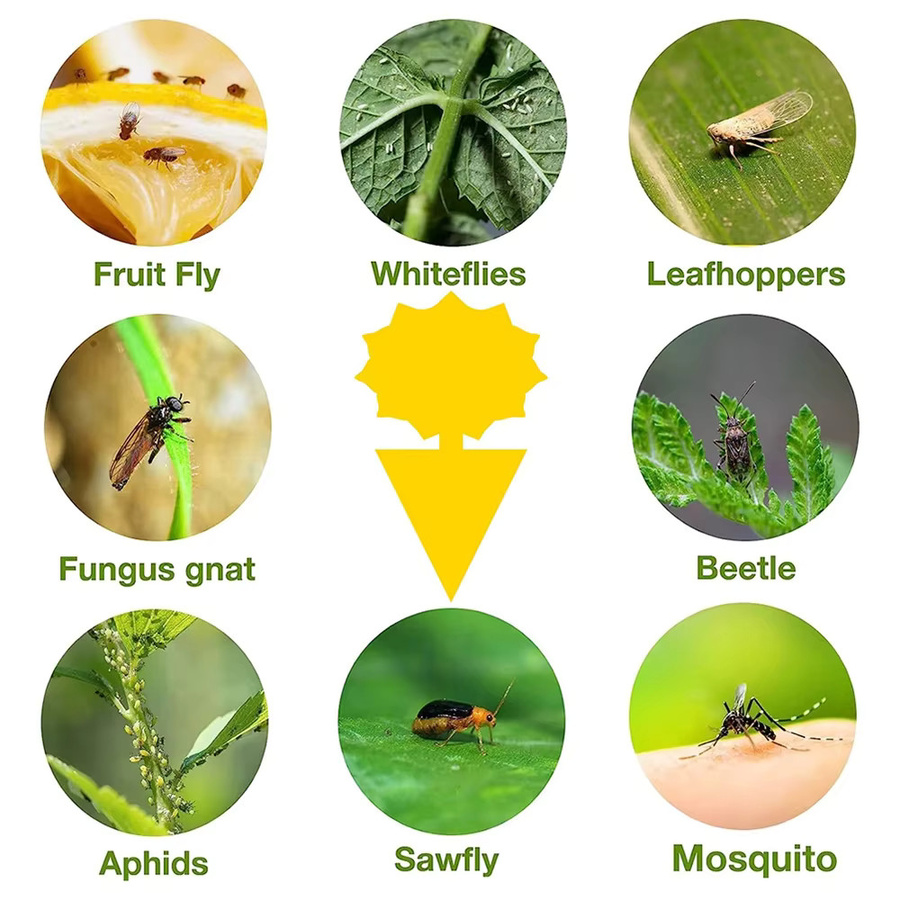 Gelbe Insektenfallen zur Schädlingsbekämpfung von kleinen Fliegen und Insekten für den Garten und Pflanzenküche - Bild 3