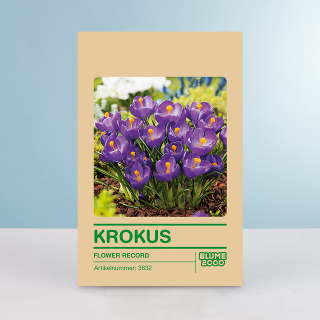 Gloßblumiger Krokus Flower Record Blumenzwiebeln von BLUME2000, 10 Knollen - Bild 1