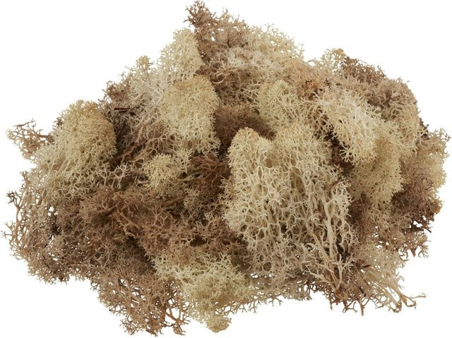 VBS Islandmoos in Elfenbein, 100 g - Bild 1
