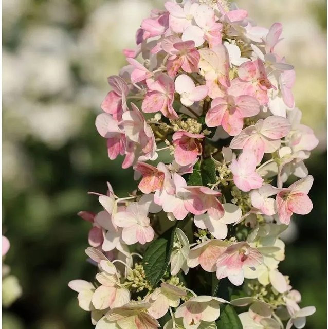 Rispenhortensie Magical Fire Hydrangea paniculata in Pink, Höhe: 30-40 cm - Bild 1