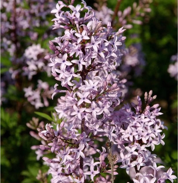 Syringa afghanica Afghanischer Flieder lila Zierstrauch für den Garten - Bild 1