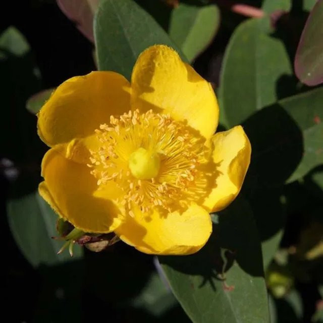 Arborix Johanniskraut Peter Dummer Hypericum dummeri mit blaugrünem Laub im Container, Höhe: 30 bis 40 cm - Bild 1