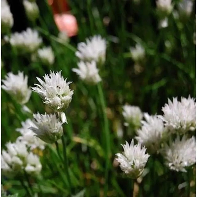 Schnittlauch Corsican White Allium schoenoprasum weiße Blüte im Topf - Bild 1
