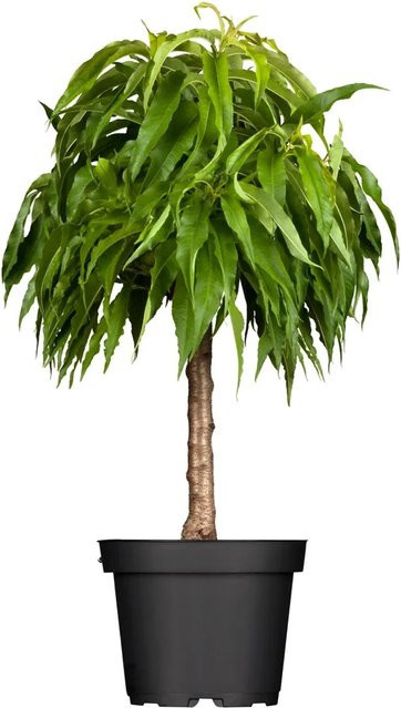 GROW by OBI Bio Zwergnektarine im Topf, Höhe: 40 - 60 cm - Bild 1