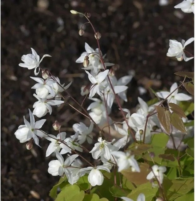 Epimedium diphyllum Zweiblättrige Elfenblume weiße Staude für den Garten - Bild 1