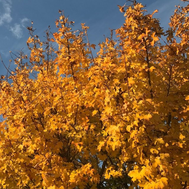 Bio Feldahorn Kwekerij Koperwiek als Zierbaum und Heckenpflanze für den Garten - Bild 1